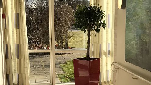 Plante står indendørs ved siden af et stort vinduesparti. Lys skinner ind af vinduet.